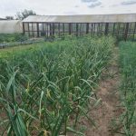 Biochemistry katika mapambano dhidi ya Blight ya Marehemu: Kwanini Whey ni mzuri sana biochemistry-katika-mapambano-dhidi-ya-blight-ya-marehemu-kwanini-whey.jpg