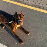 Kinachotokea ikiwa hautatembea mbwa wako kwa wakati: Mitindo iliyovurugika na athari za kijamii kinachotokea-ikiwa-hautatembea-mbwa-wako-kwa-wakati-mitindo-iliyovurugika-na.jpg