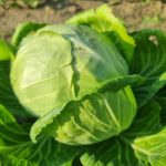 Kwa nini kunyunyiza kabichi na infusion ya minyoo: kinga kali kwa mavuno matamu kwa-nini-kunyunyiza-kabichi-na-infusion-ya-minyoo-kinga-kali.jpg