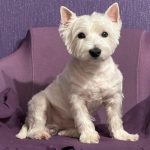 Kwa nini mbwa huzunguka mbele ya kitanda: lugha ya mwili iliyosahaulika ambayo hatuelewi tena kwa-nini-mbwa-huzunguka-mbele-ya-kitanda-lugha-ya-mwili.jpg