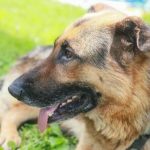 Kwa nini Predator hutafuna nyasi: tabia isiyotarajiwa ya gastronomic ya mbwa kwa-nini-predator-hutafuna-nyasi-tabia-isiyotarajiwa-ya-gastronomic-ya.jpg